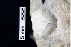 Foto (Detailansicht) von Goniodromites bidentatus (Reuss, 1859) (NHMW-GEO-1990-0041-0014)